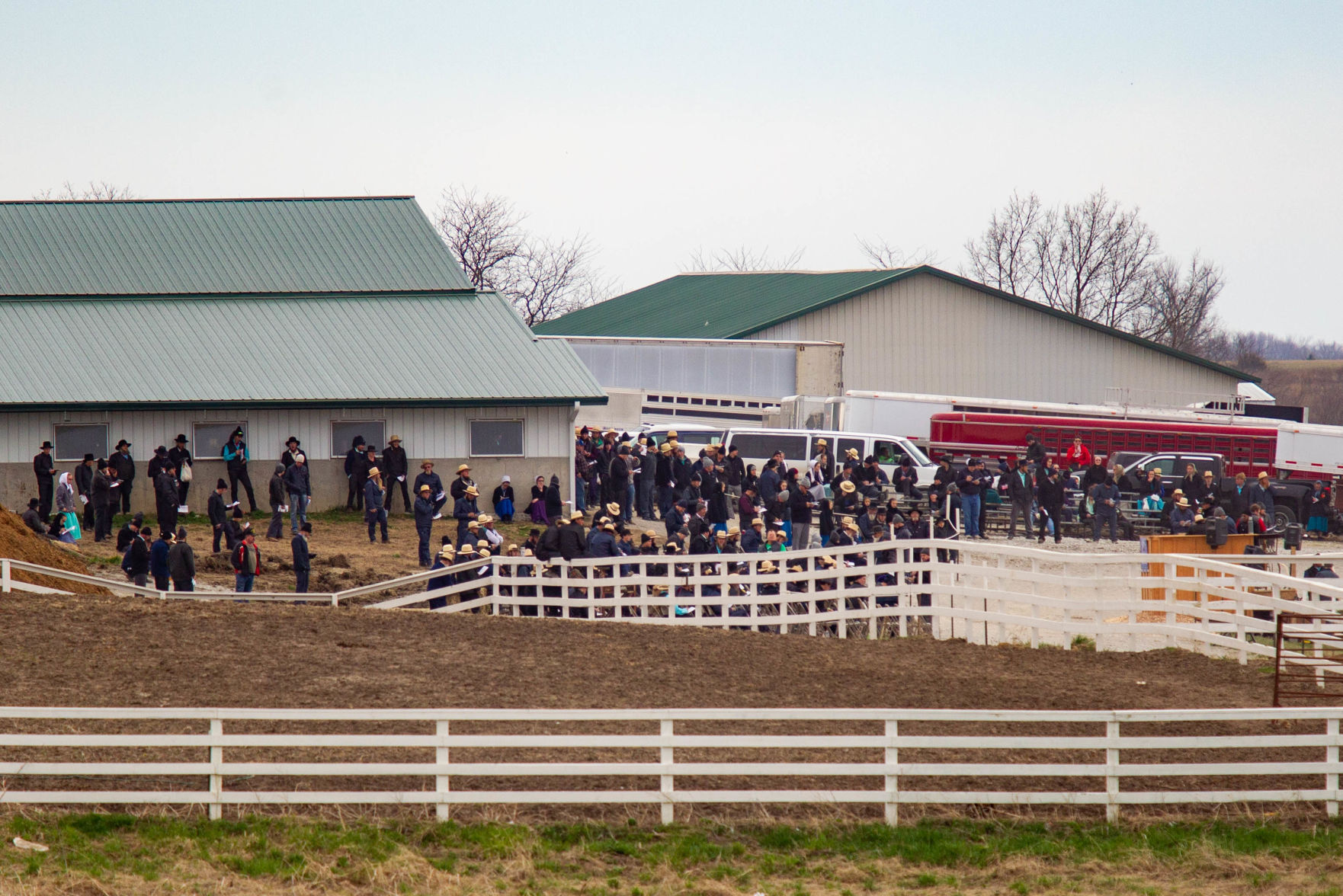 Seymour horse auction